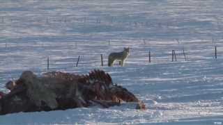 Hunting Winter Coyote [upl. by Schellens]