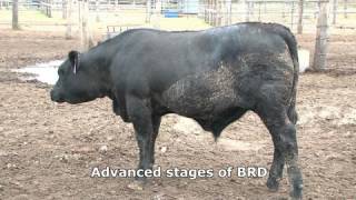 Bovine respiratory disease [upl. by Kcirdes104]