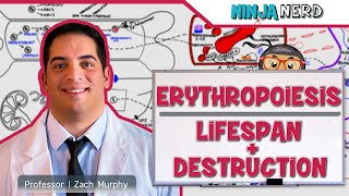 Hematology  Erythropoiesis Lifespan amp Destruction Part 2 [upl. by Etnoval154]