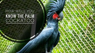 Palm Cockatoo  Description Characteristics and Facts [upl. by Sergeant]