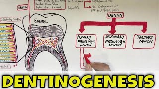 Dentinogenesis  Dentin Composition Structure Types and Formation [upl. by Tymes685]