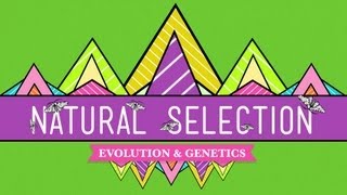 Natural Selection  Crash Course Biology 14 [upl. by Gnouh]