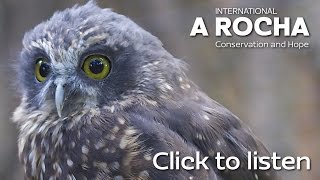 Morepork  Mt Karioi North Island [upl. by Elvia170]