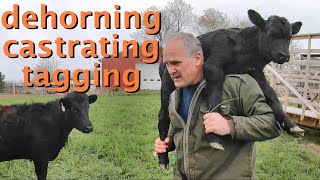 how to DEHORN CASTRATE amp TAG Dexter calves [upl. by Eedia899]