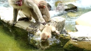 No Baby monkey is pushed into the water [upl. by Sarid]