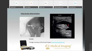 Introduction to Bovine Fetal Gender Determination [upl. by Spiros]