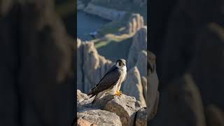 Peregrine Falcon Watching Over Its Territory [upl. by Ivan]