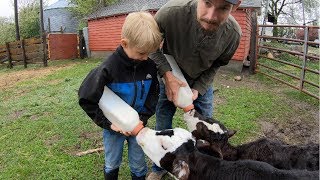 Raising Bottle Calves [upl. by Kendry]