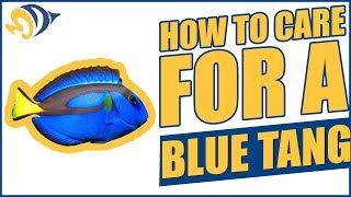 Finding Dory How to Care for a Blue Tang quotDoryquot in a Saltwater Aquarium [upl. by Emili]