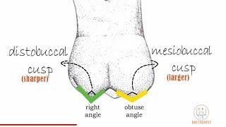 Permanent Maxillary 1st molar  Part 1 [upl. by Adiari446]