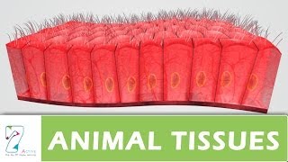 ANIMAL TISSUES  PART 01 [upl. by Annaiek]