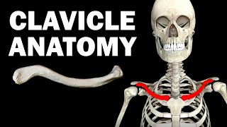 ANATOMY OF THE CLAVICLE COLLARBONE [upl. by Lacey]