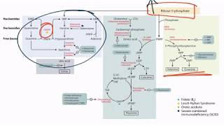 Purines amp Pyrimidines for the USMLE Step 1 [upl. by Asabi]