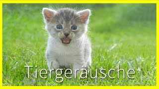 Tiergeräusche für Kinder [upl. by Corliss]