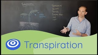 Transpiration  GCSE science biology 91 [upl. by Catima873]