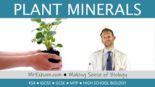 Plant Minerals  GCSE Biology 91 [upl. by Yekcin]