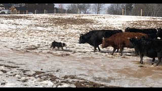 Border Collie Herding Stubborn Cattle [upl. by Anelahs]