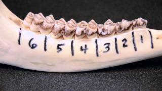 Whitetailed Deer Jawbone Aging Part 1  Tooth Replacement [upl. by Golliner223]