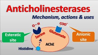 Anticholinesterases  Mechanism actions side effects amp uses [upl. by Uase]