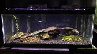 Some Basic Information About A Brackish Aquarium [upl. by Franzoni357]