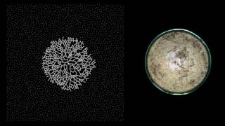 MYCELIUM  Growth  timelapse [upl. by Jania]