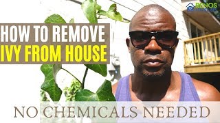 How to Remove Ivy From House [upl. by Vivica553]