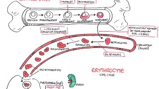 Haematology  Red Blood Cell Life Cycle [upl. by Lawler]