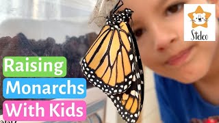 The Amazing Life Cycle of a Monarch Butterfly  Monarch Life Cycle for Kids [upl. by Ragas]