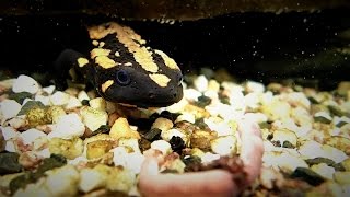 Laos Warty Newt Feeding Laotriton laoensis  LaosWarzenmolch Fütterung syn Paramesotriton [upl. by Allsun968]