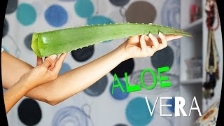 Mascarilla de aloe vera [upl. by Eical836]