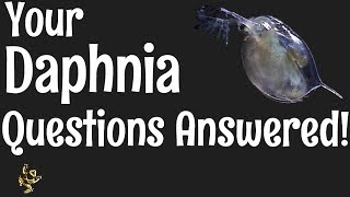 Daphnia Questions Answered [upl. by Natsreik612]