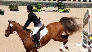 American Saddlebred the Horse for Eventing [upl. by Ettennod]