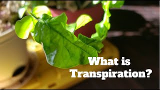 What is Transpiration [upl. by Aniroz]