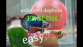 daphnia moina culture Easy way Unlimited production English  with sub Green water Chlorella [upl. by Putscher]