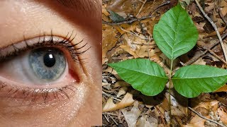 Best Poison Ivy Video Identification Guide [upl. by Miki]