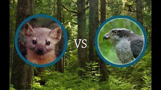 Marten vs Goshawk [upl. by Nedroj]