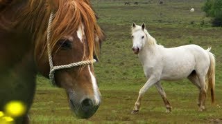 Stallion Reintroduced to Mares  BBC Earth Explore [upl. by Jos]