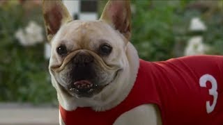 10 Funny Dog Commercials [upl. by Hollie]