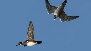 PEREGRINE FALCON STRIKES DUCK MIDAIR [upl. by Atilehs]