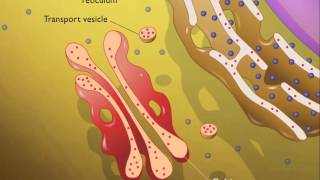 Lysosomes HD Animation [upl. by Radman]