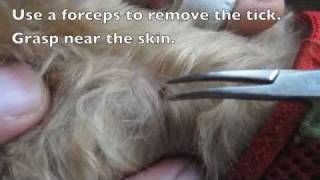 Removing Ticks From Dogs [upl. by Adyl]