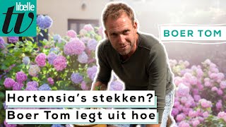 Boer Tom laat stap voor stap zien hoe je hortensias stekt [upl. by Htinek]