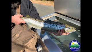 Fishing Tips for Connecticut “Atlantic Salmon Management Areas” [upl. by Forster]