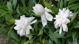 How to Prune Potted Gardenia Pruning My Gardenia Plant [upl. by Adnot]