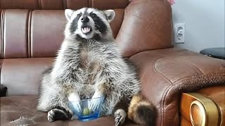 This raccoons reaction when it runs out of grapes is just priceless [upl. by Bronnie]