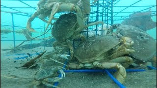 Oregon Crabbing  underwater Gopro video [upl. by Ytsur463]