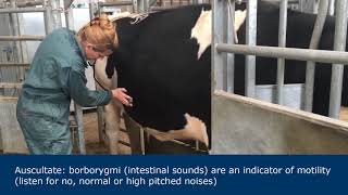 Abdominal examination in ruminants [upl. by Alenairam]