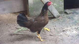 Gallina carcareando porque se siente sola [upl. by Hirza]