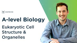 Eukaryotic Cell Structure amp Organelles  Alevel Biology  OCR AQA Edexcel [upl. by Davida225]