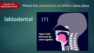 Introduction to Articulatory Phonetics Consonants [upl. by Vivian]